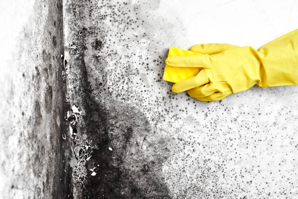 Reliable Rochester, IL Mold Removal Solutions