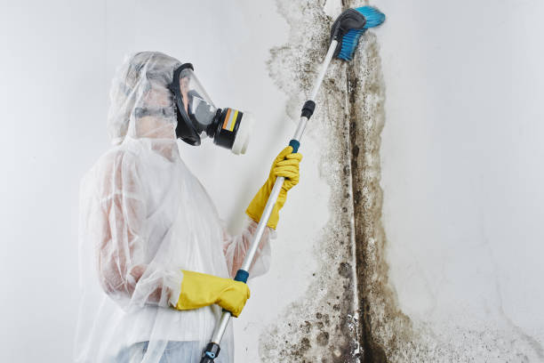 Best Crawl Space Mold Removal  in Rochester, IL
