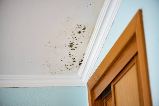 Best Fast Mold Removal  in Rochester, IL