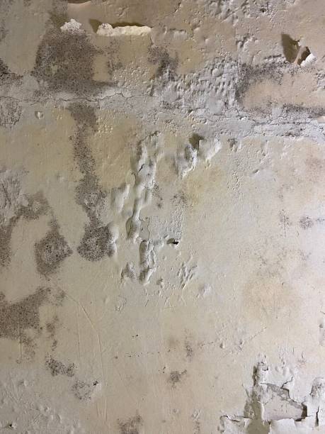 Best Home Mold Removal  in Rochester, IL