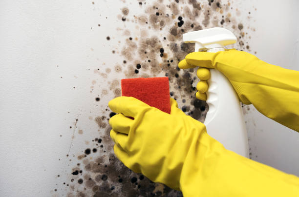 Best Mold Remediation  in Rochester, IL