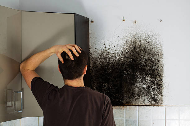 Best Mold Removal and Inspection  in Rochester, IL
