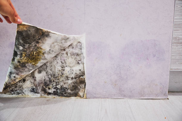 Water Damage Restoration in Rochester, IL